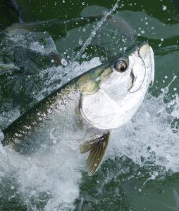 Tarpon Fishing